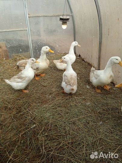 Мускусные утки