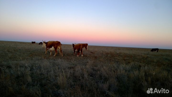 Бычки и телки 2023г.р