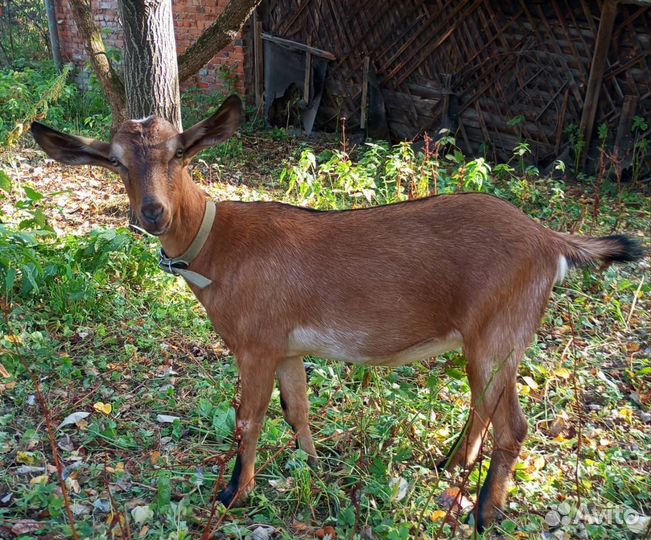 Козочка от Чешского папы и Нубийской козы