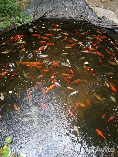 Карп кои 15 - 20см