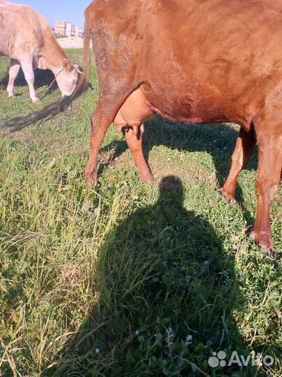 Корова дойная