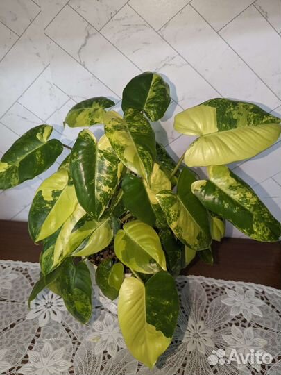 Филодендрон, лудизия