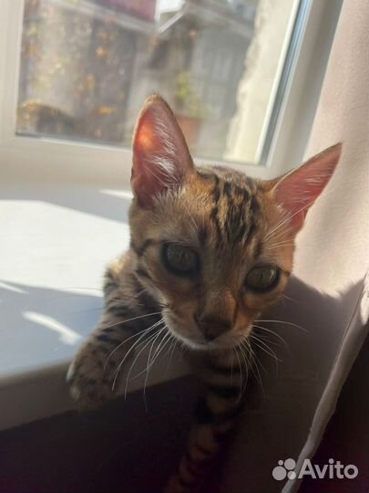 Бенгальская