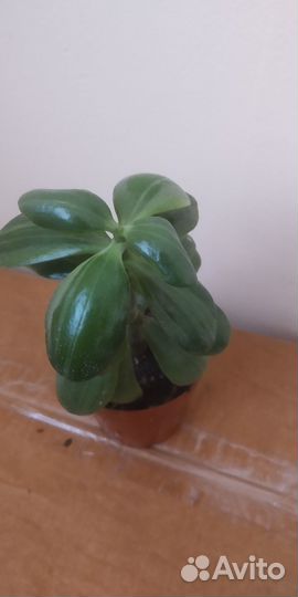 Плюмерия, филодендроны