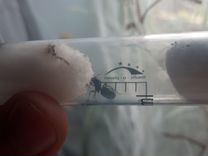 Messor structor степные муравьи жнецы