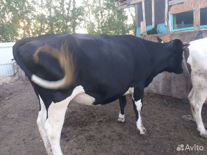Телка голштинской породы не стельная