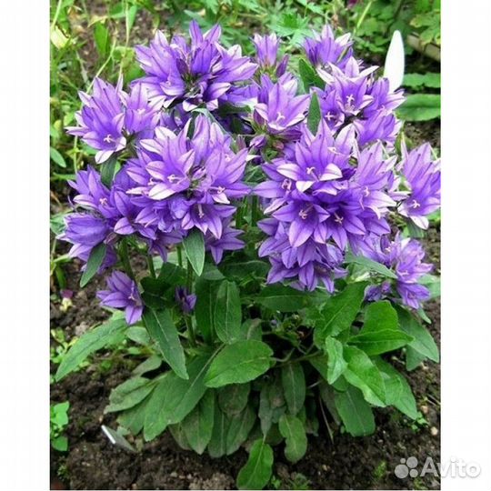 Многолетние цветы, хризантемы корейские