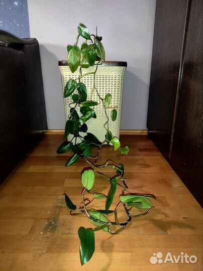 Филодендрон краснеющий