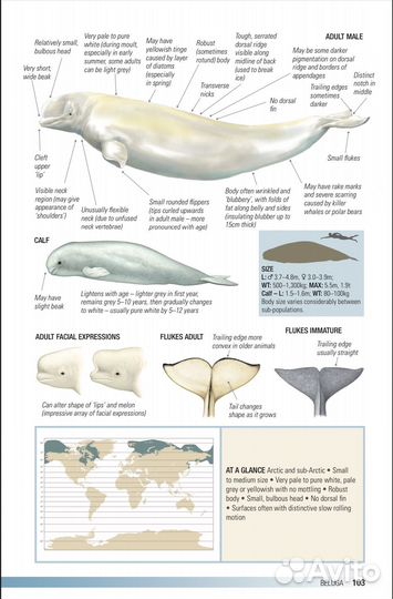 Mark Carwardine: Field Guide to Whales, Dolphins