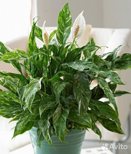 Спатифиллум Домино и Джемини-женское счастье