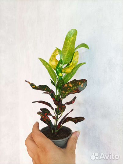 Кодиеум(кодиум, кротон) ред банана