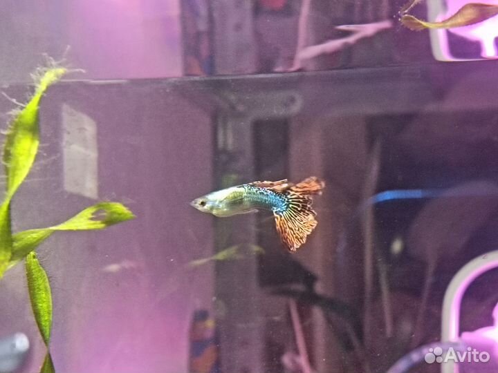 Моллинезия черно-желтая и гуппи