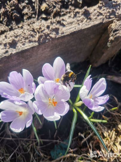 Многолетние цветы