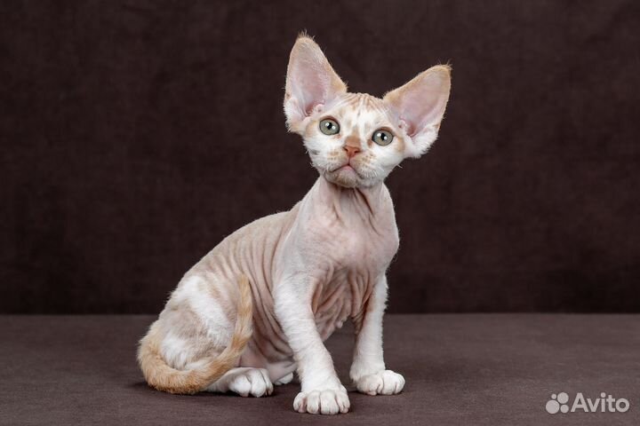 Котята девон-рекс