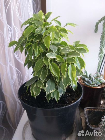 Фикус бенджамина, сорт Кинки