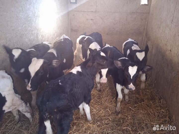 Телята мясной породы бычки