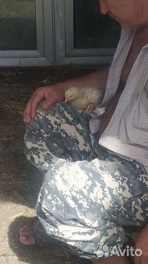 Домашние куры бройлеров