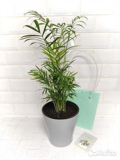 Комнатные растения. Хамедорея Элеганс