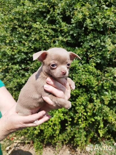 Чихуахуа шоколад и лиловые