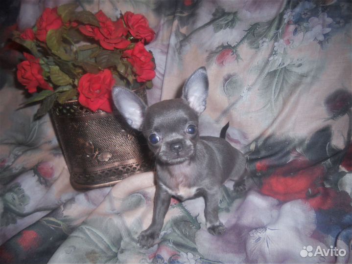 Щенки чихуахуа голубые и лиловые