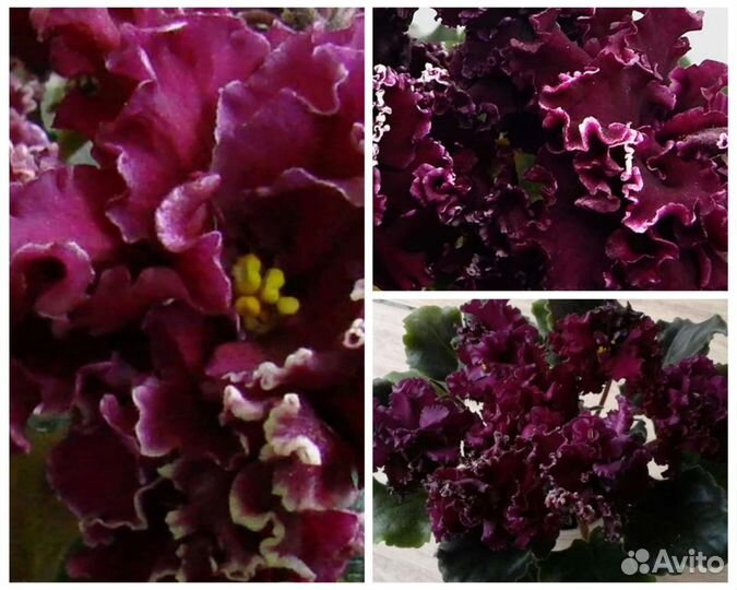 Только для цветов