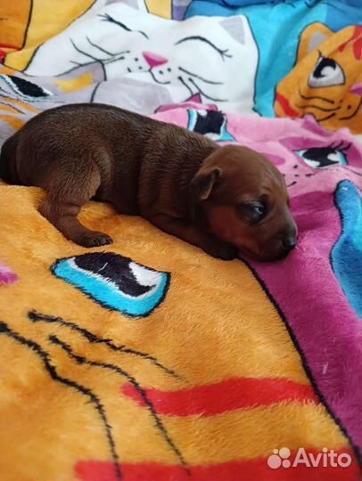 Щенки цвергпинчера