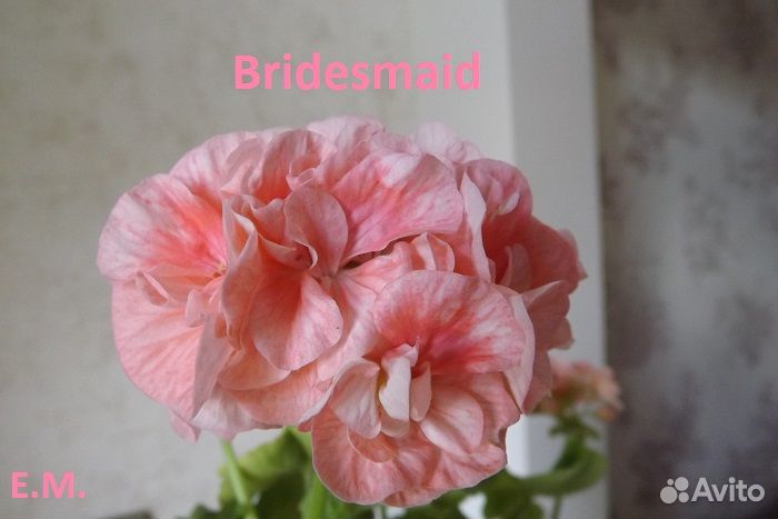 Пеларгония (герань)