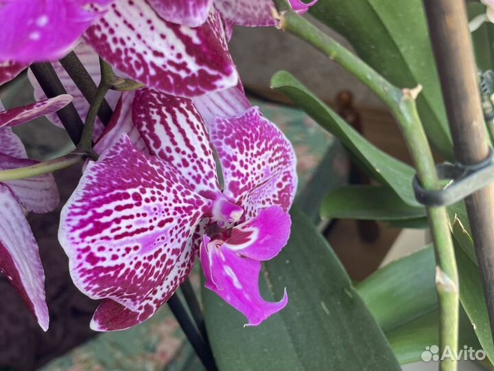 Продам орхидею Биглип, много все разные
