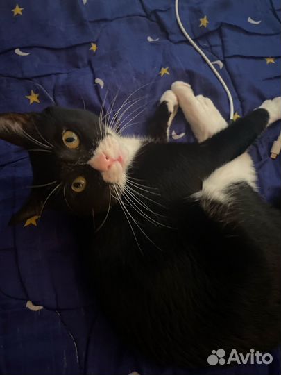 Кот в добрые руки