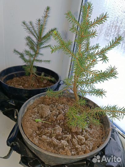 Ель новогодняя в горшке