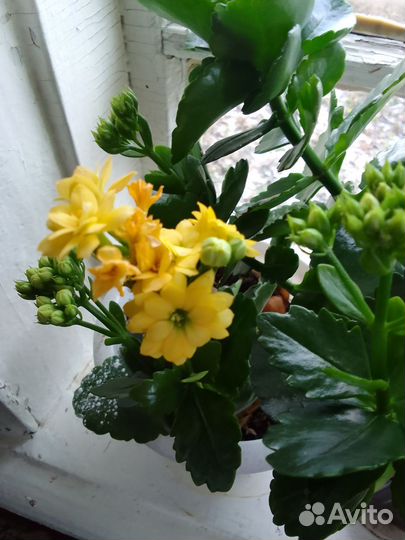 Каланхоэ цветущий