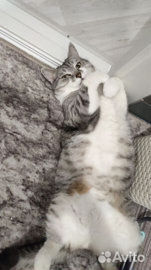 Кот сметь с британским