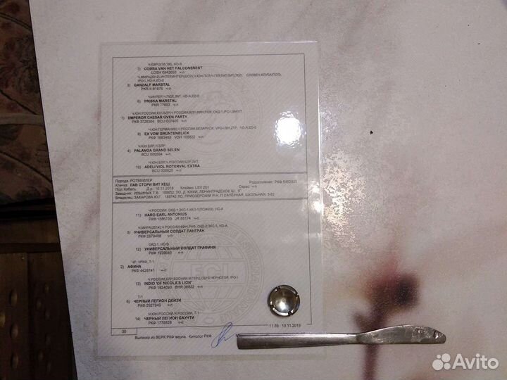 Вязка ротвейлера