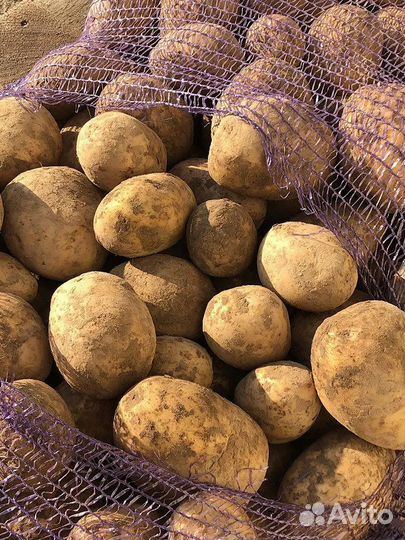 Продам картофель вкусный крупный