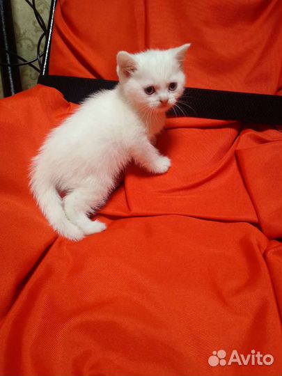 Шотландские котята