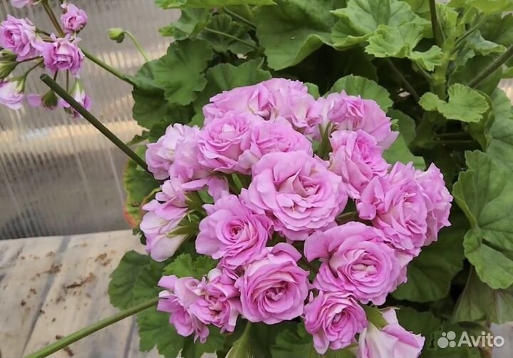 Пеларгония Ю-Марлезон 2