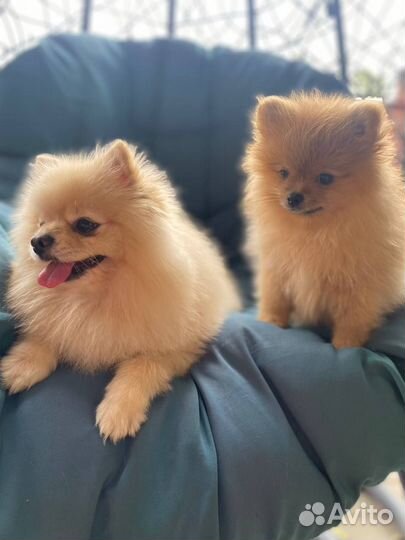 Щенок померанского шпица