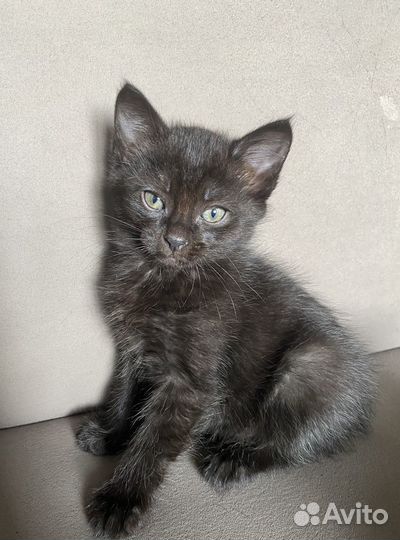 Котенок- мальчик