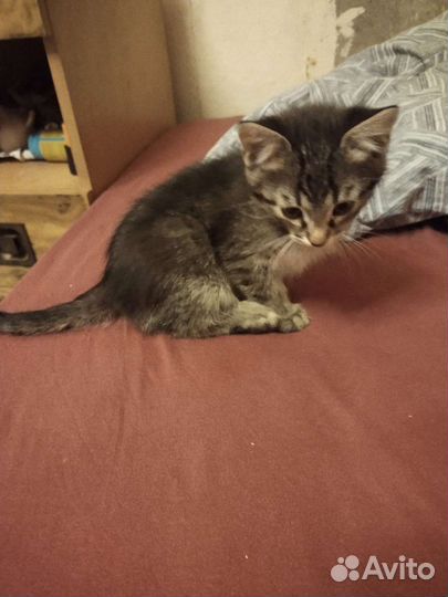 Кошка в дар бесплатно