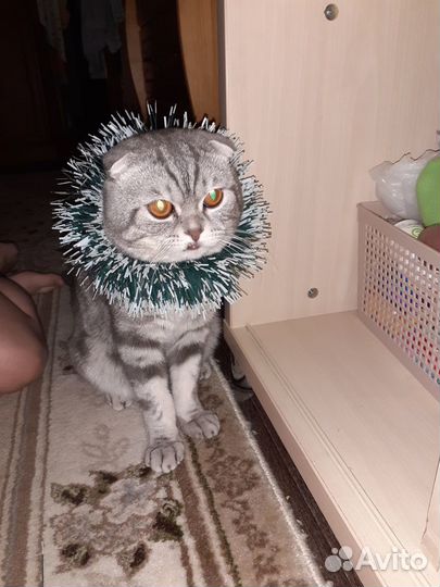 Вислоухий шотландец,вязка