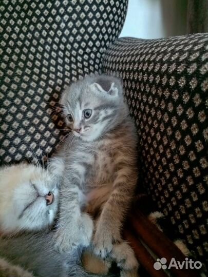 Котята