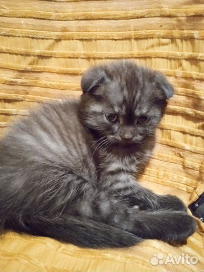 Британские котята