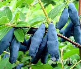 Саженцы плодово-ягодных И декоративных растений