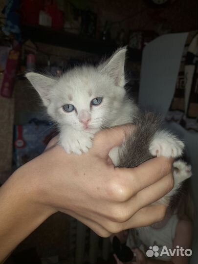 Коты сиамские