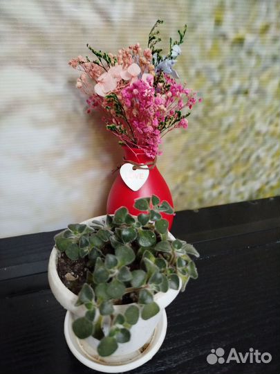 Комнатные цветы растения