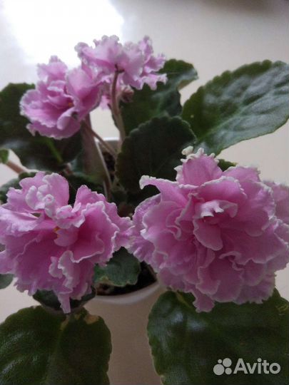 Стартеры сортовых фиалок часть первая