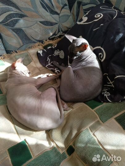 Котята в добрые руки мальчики