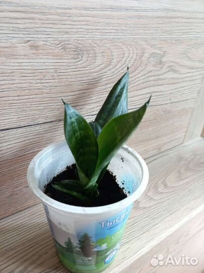 Сансевиерия