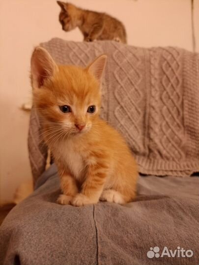 Золотые коты в добрые руки