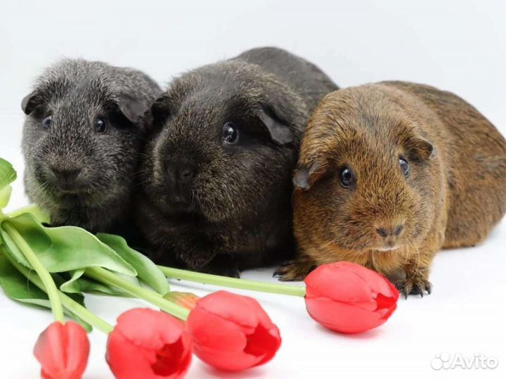 Морские свинки разных пород и окрасов